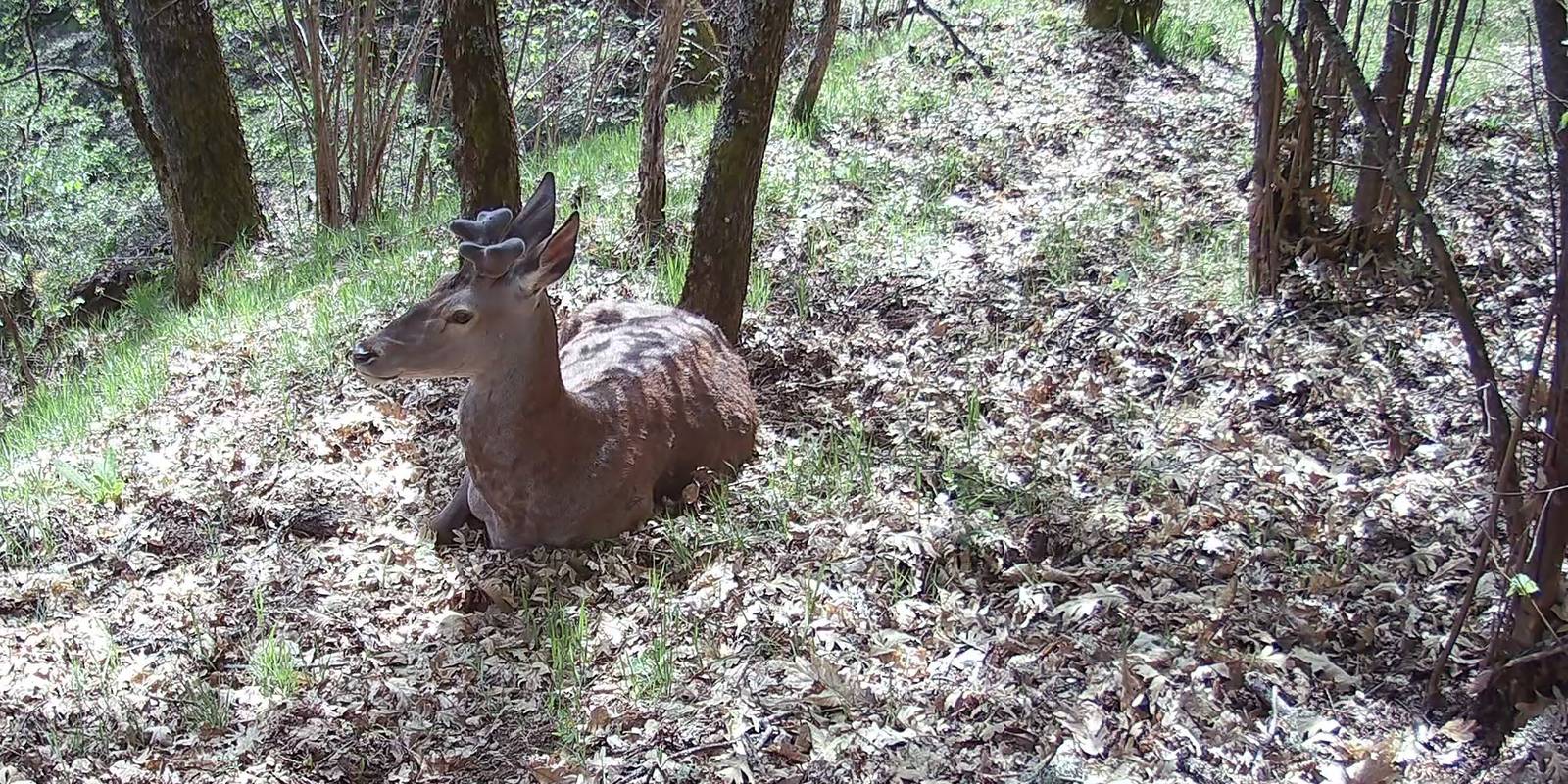 Ciervo joven con las cuernas en terciopelo, tumbado a descansar en el bosque a pleno día