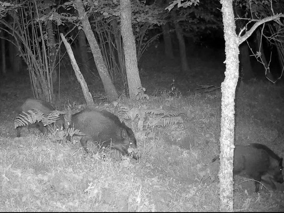 Familia de jabalíes hozando, de noche