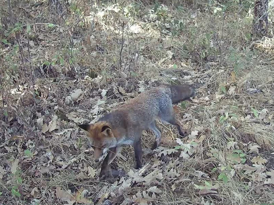 Zorro rojo olfateando la hojarasca, de día